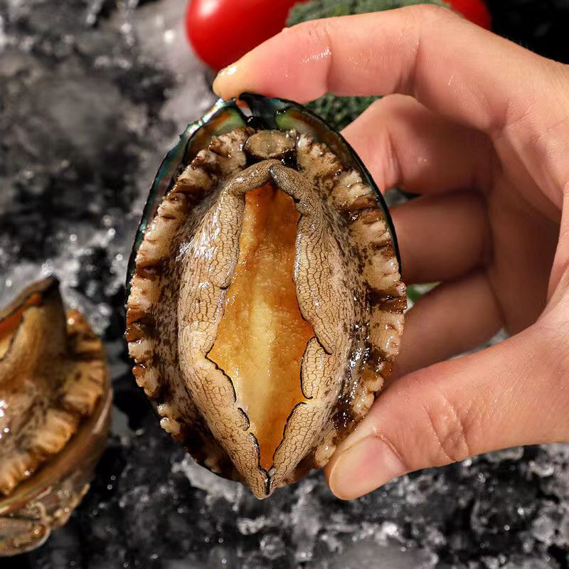 【2大盒礼盒装鲍鱼】5.5-6.5cm海鲜水产活鲍捕捞鲜活速冻