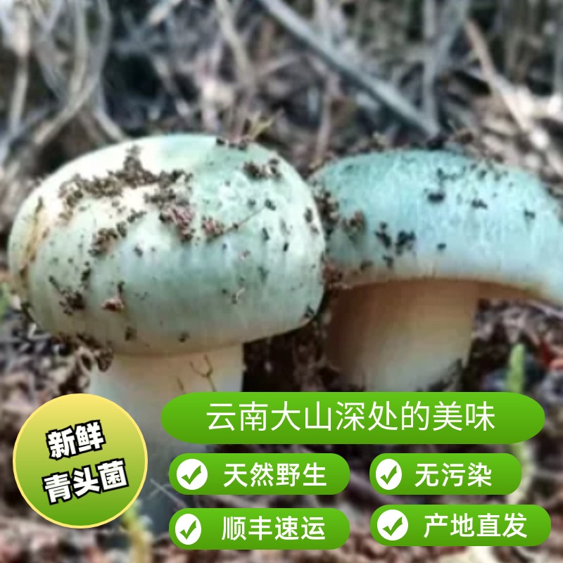 2024年云南野生新鲜青头菌菇 500-1000g 顺丰冷链包邮