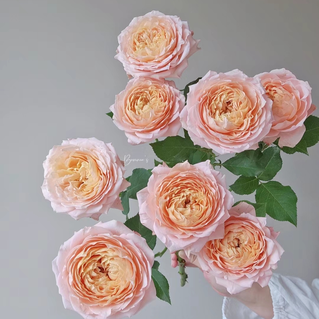 单头朱丽叶塔玫瑰20枝