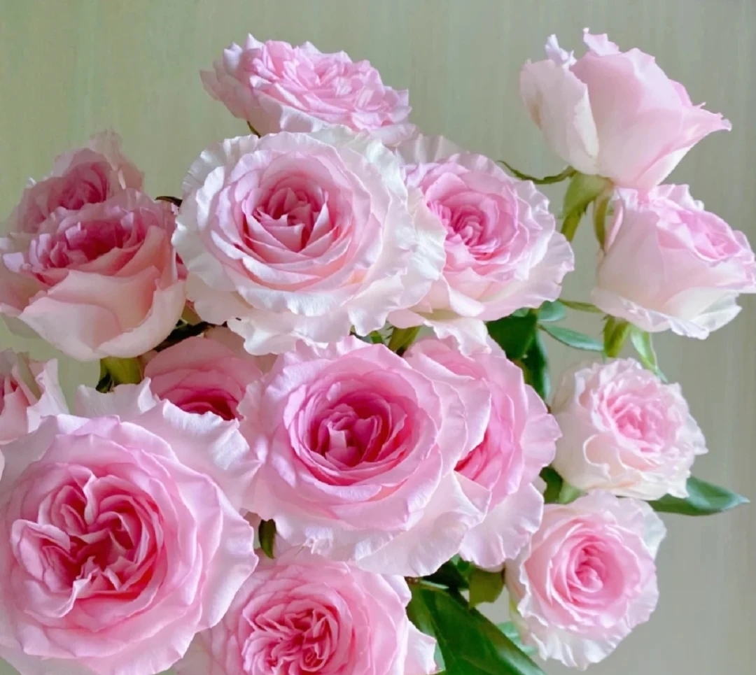 洛神玫瑰20枝，昆明斗南顺丰直发