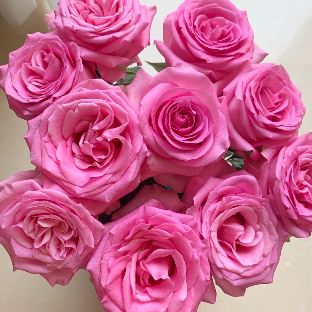 单头玫瑰苏醒20枝（单头玫瑰）