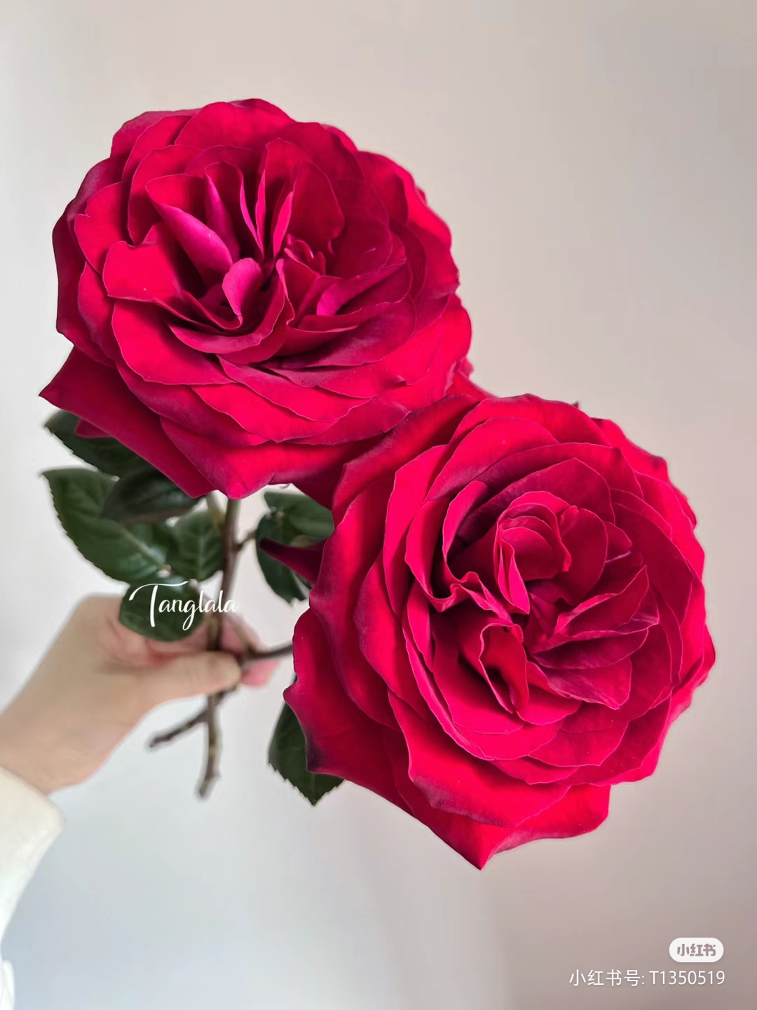 赤子之心玫瑰20枝，稀有红玫瑰