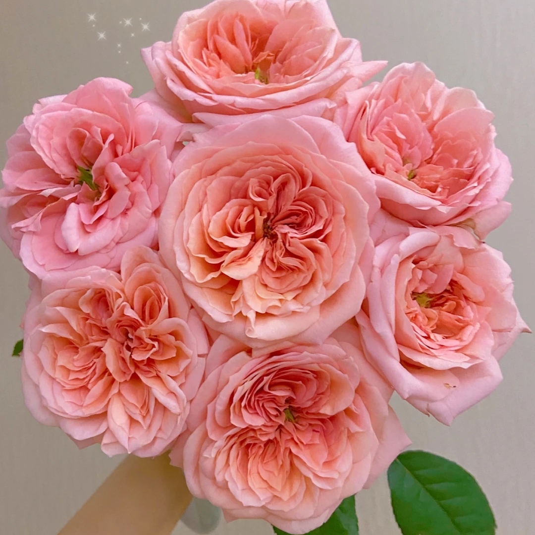 伦敦眼玫瑰20枝，云南昆明顺丰直发。