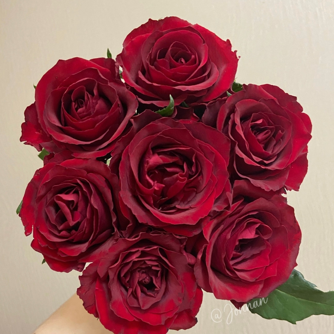 高原红10枝+传奇10枝（单头玫瑰），高级丝绒感，梦中情花