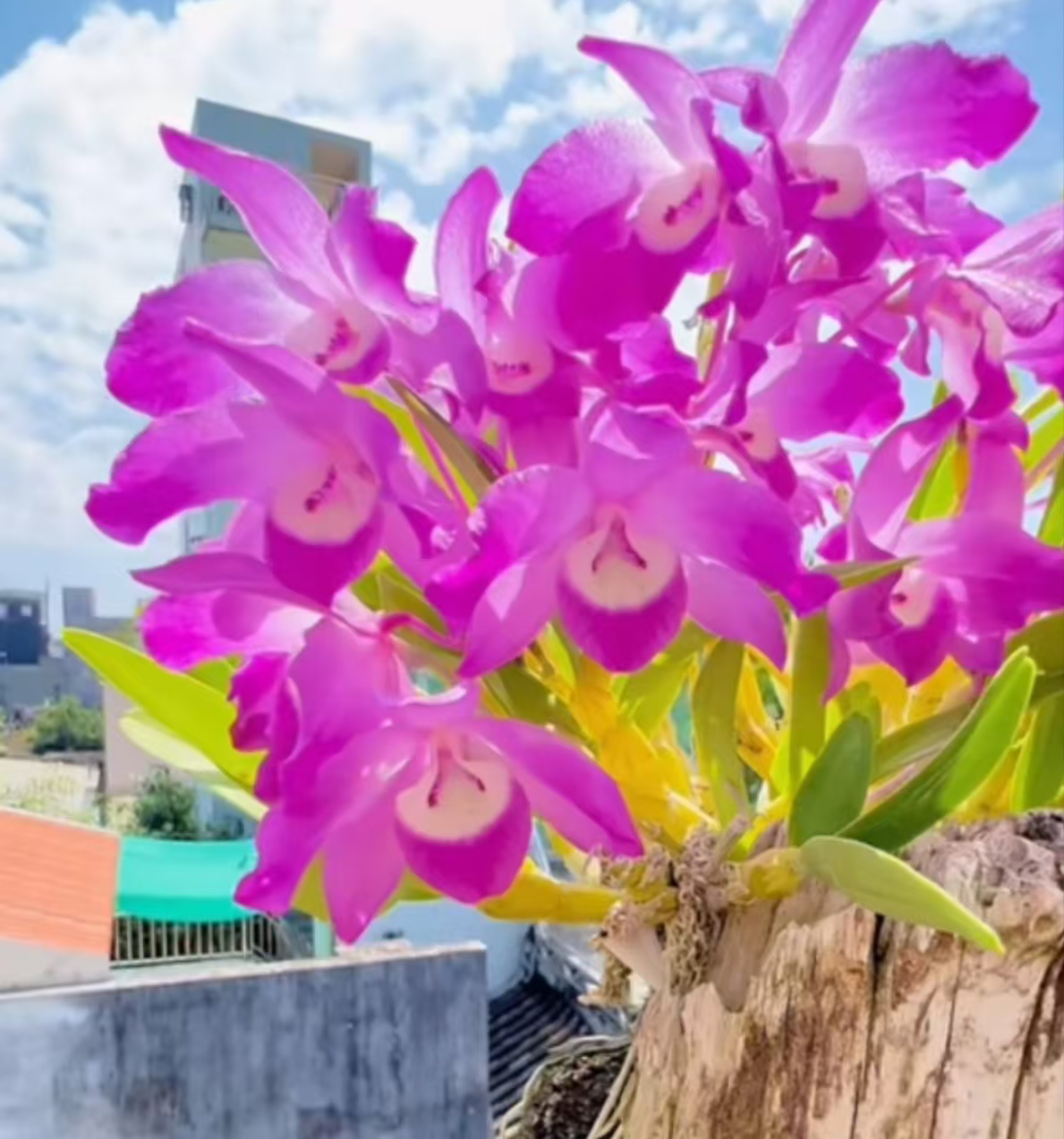 韶关樱石斛 种好种活带盆发货 四大名樱之一