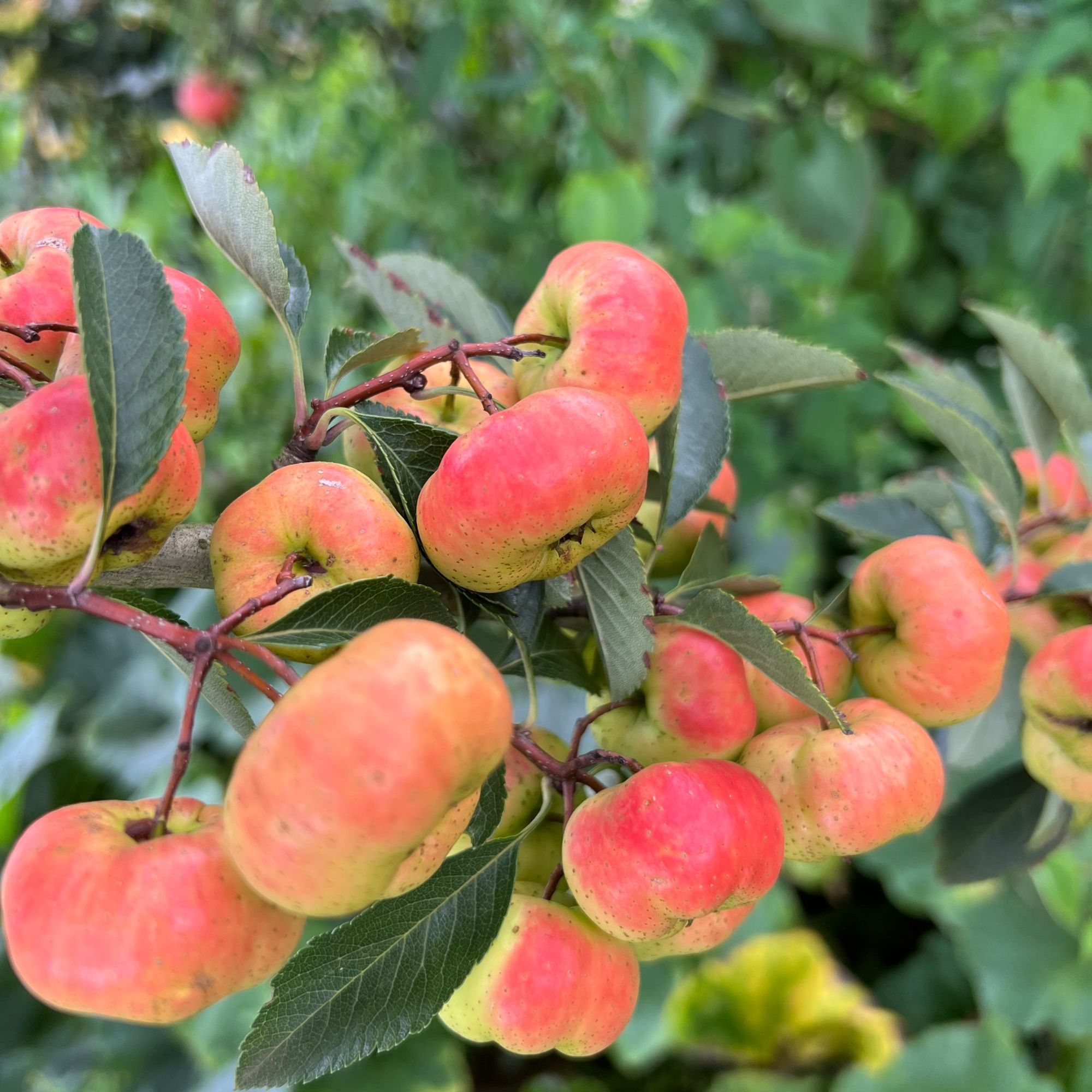 正宗原始野生山楂干无添加山楂干自然晒干1斤装顺丰包邮
