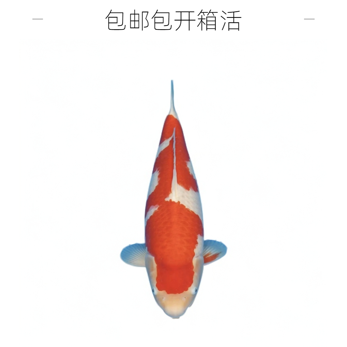 依一锦鲤直播间红白大正三色黄金等锦鲤实物为准