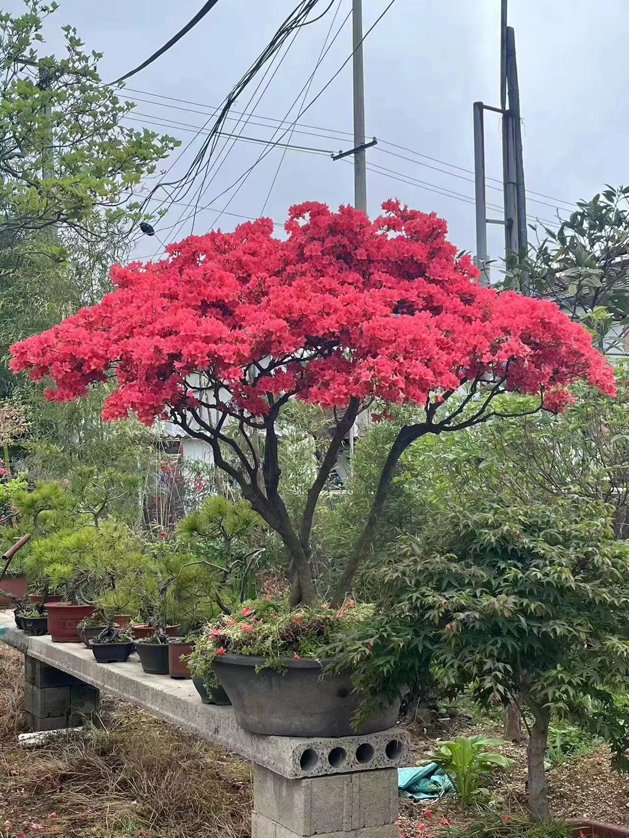 大别山映山红，全冠，，，紫花，，黄花中华，都有。庭院别墅植物