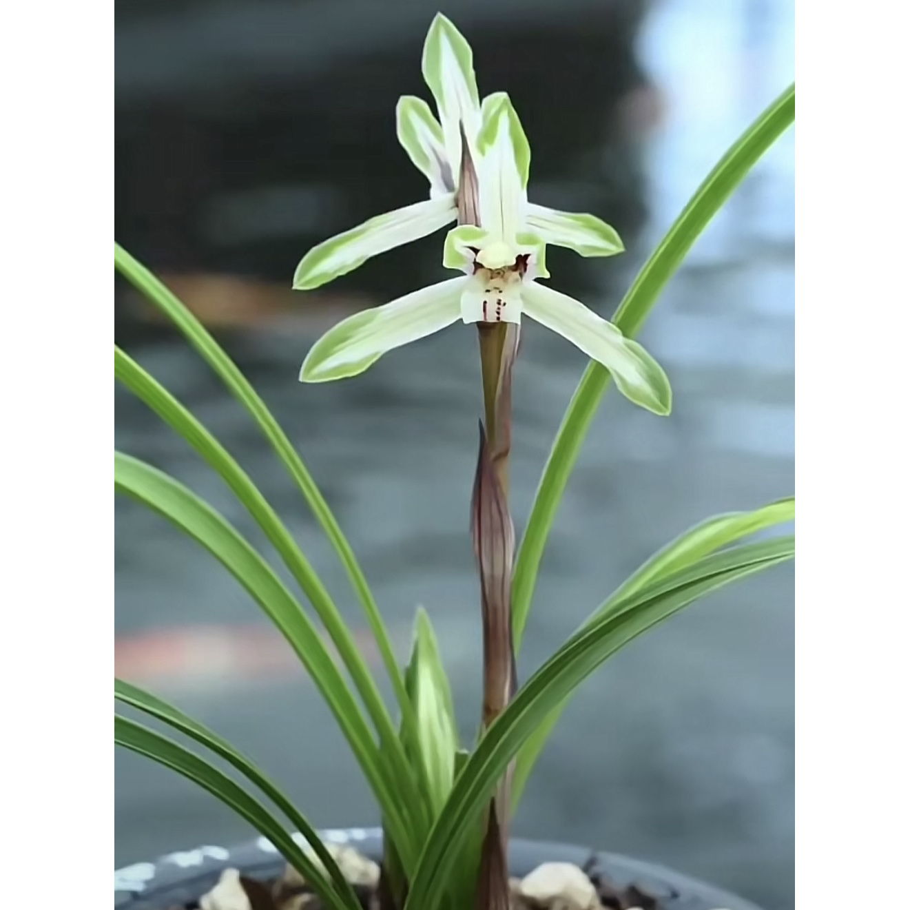 【青衣】春兰名品 高级中透2苗 花开浓香 好养易活 对版