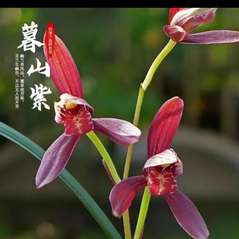 建兰名品【暮山紫】兰花红草2苗终身包对版放心购买vs兰花草东方