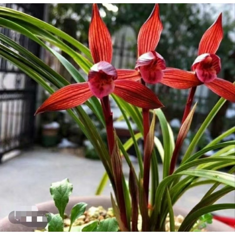 春兰名品【醉红素】终身包对版放心植物购买