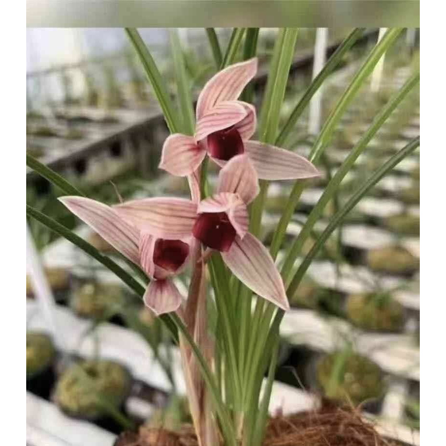 【丽江红】莲瓣兰名品 老种2苗 花开浓香 好养易活 对版