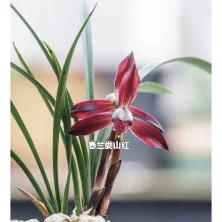 娄山红 春兰 3苗不用春化浓香好养易活