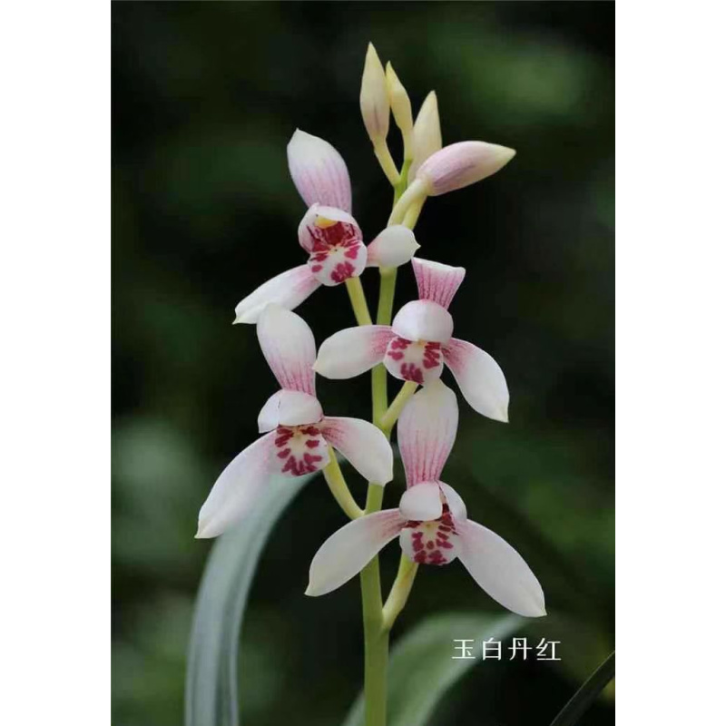 建兰名品【玉白丹红】 2苗 终身包对版 放心购买
