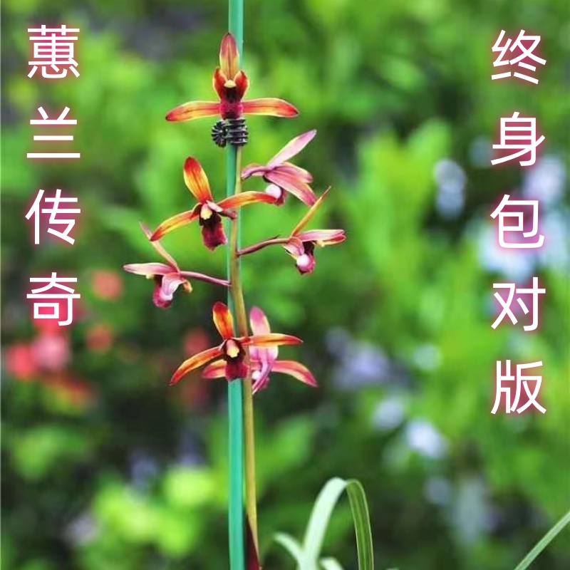 蕙兰名品高端红素【传奇】《3苗》终身包对版假一赔十放心购买
