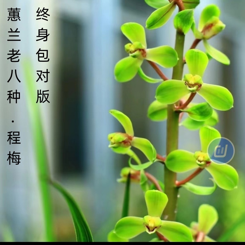 蕙兰石斛兰老八种名品【程梅】终身包对版假一赔十绿植庭院兰草
