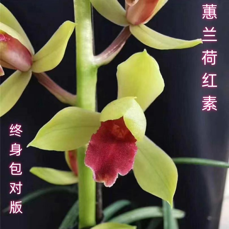 蕙兰名品高端红素【荷红素】终身包对版 放心购买