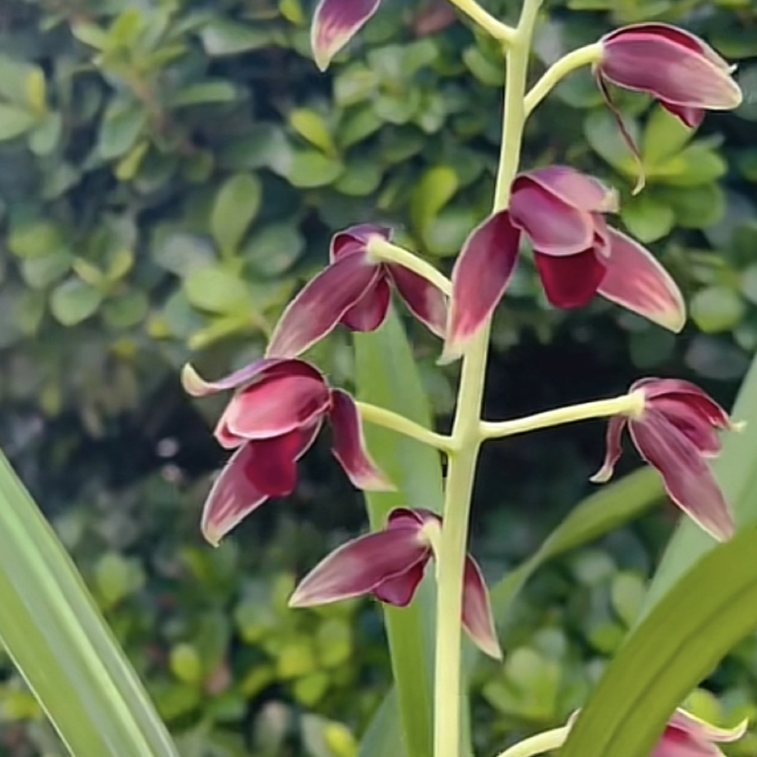 【万紫千红】秋榜名品 老种2苗 花开浓香 阳台好养 对版兰花墨兰