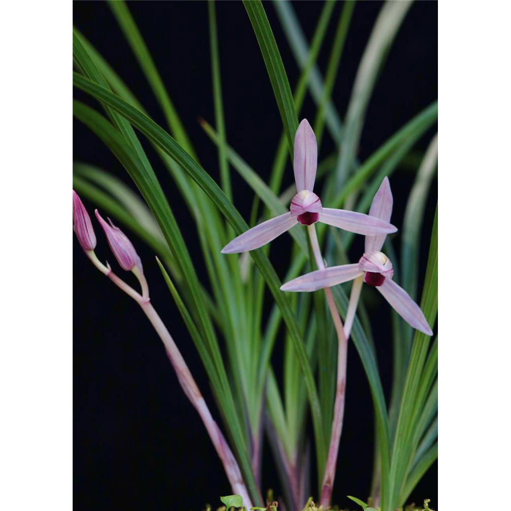 【玲珑心】莲瓣兰名品 老种2苗 花开浓香 好养易活 对版