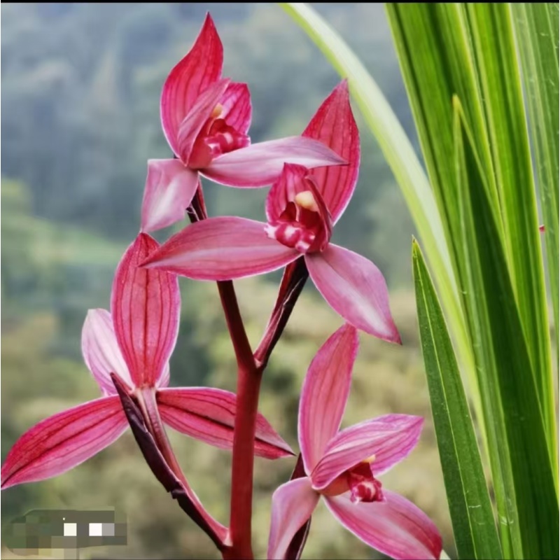 春剑名品【东方红】 3苗带花苞 终身包对版 放心购买