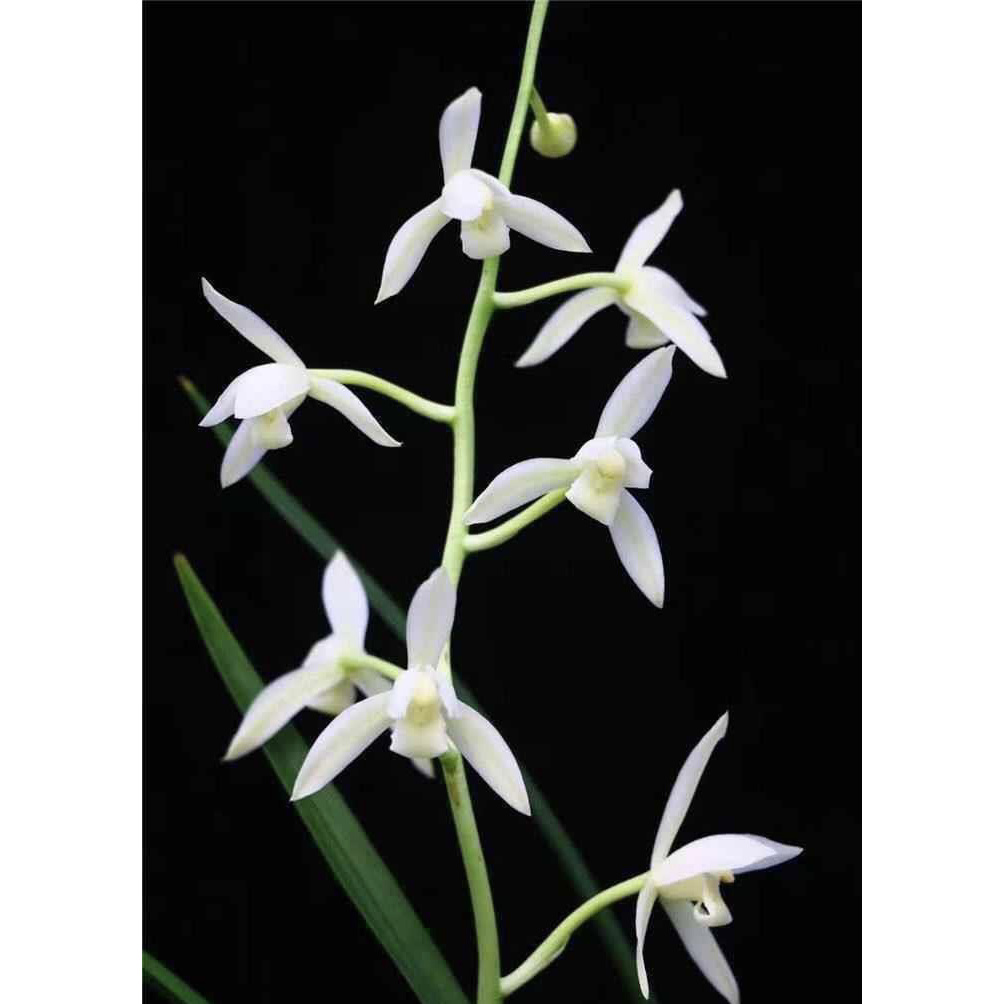 【漓江雪】建兰名品 老种2苗 花开浓香对版高档养兰