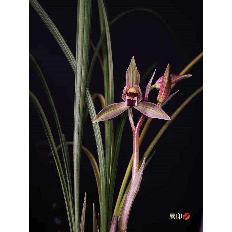 【唇印】莲瓣兰丝搞兰花名品 2苗 花开浓香 好养易活 对版