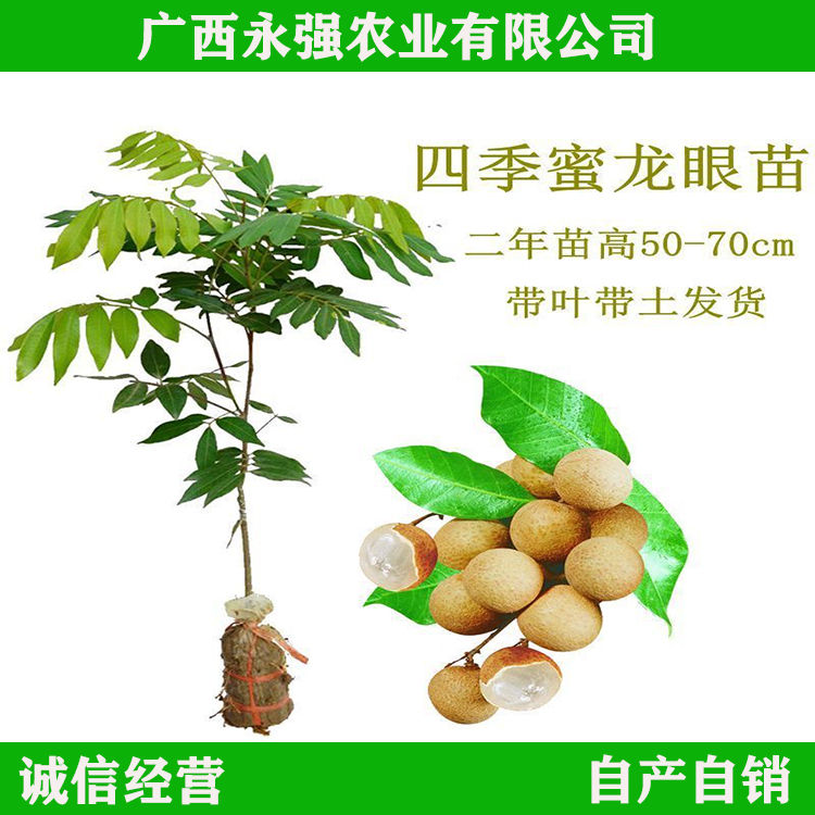 果树苗龙眼苗石硖龙眼树储良当年结果四季龙眼嫁接苗南北方种植