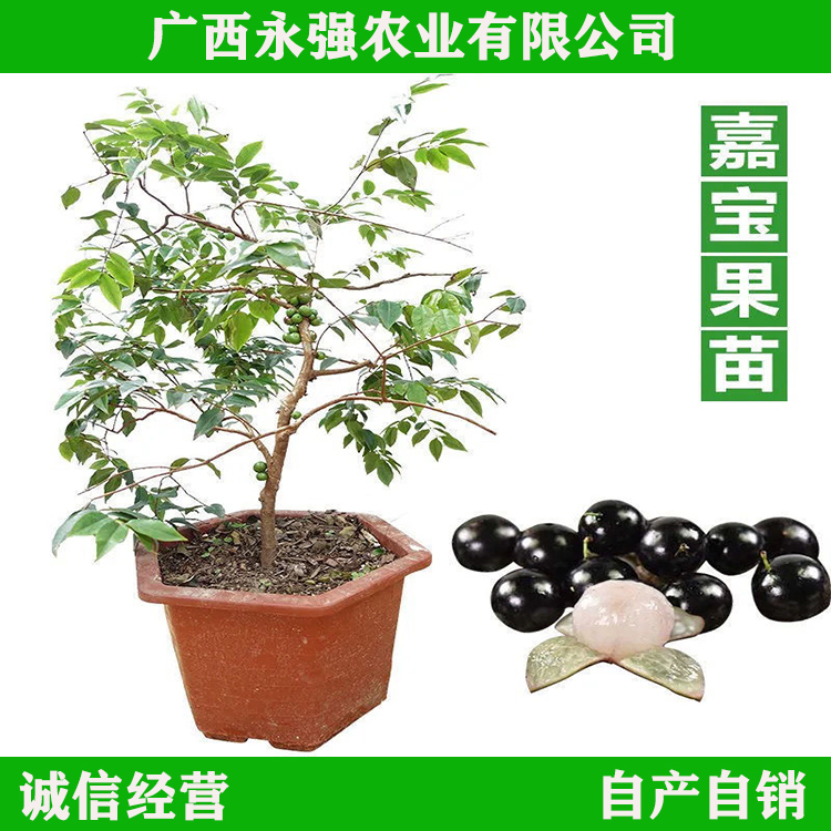 嘉宝果苗沙巴嘉宝四季早生红妃艾斯卡嘉宝果树苗南方种植庭院树苗