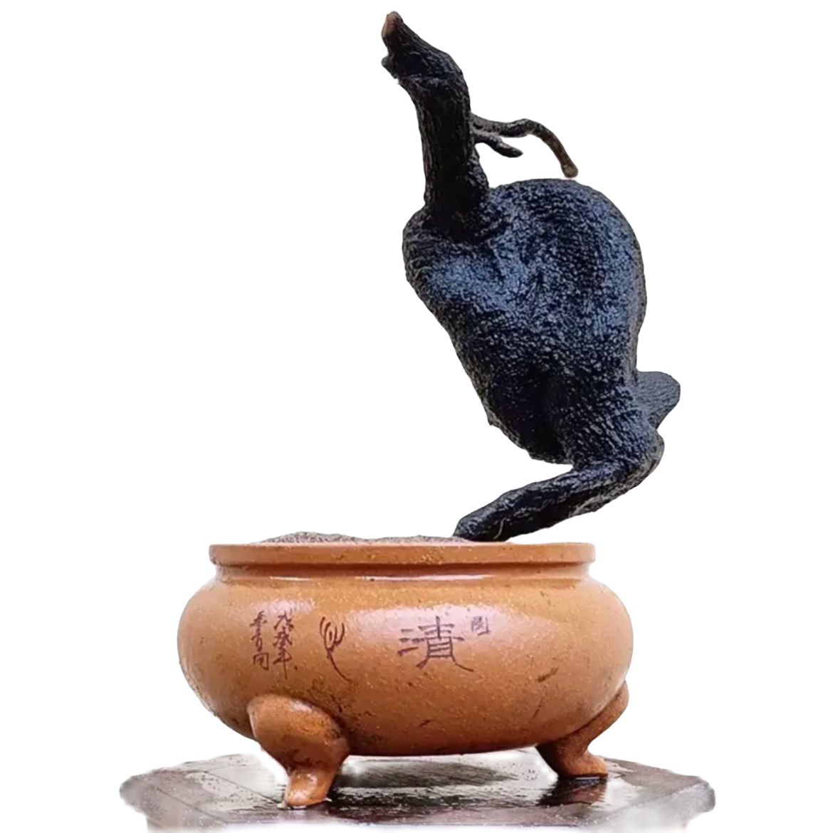 老鸦柿，金弹子，小石积 ，绿植盆栽盆景