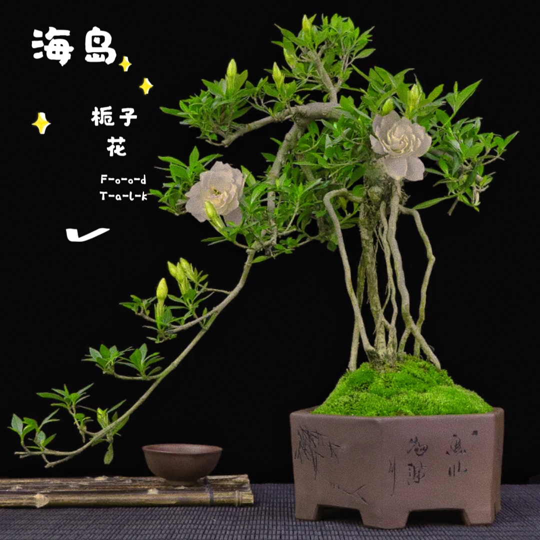 海岛栀子花，盆景素材带土白色裸根夏季春季