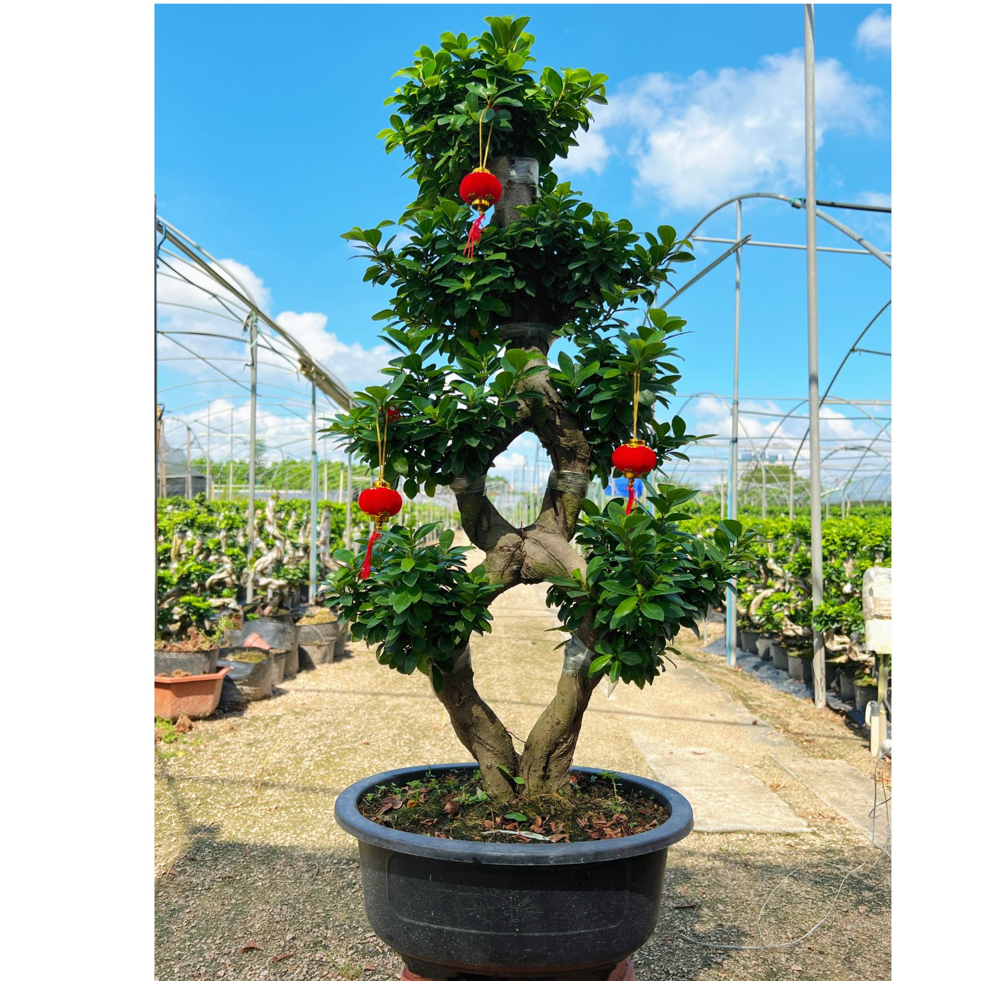 榕树盆景8字造型金钱榕树老桩大型花卉室外植物盆景带灯笼肥料