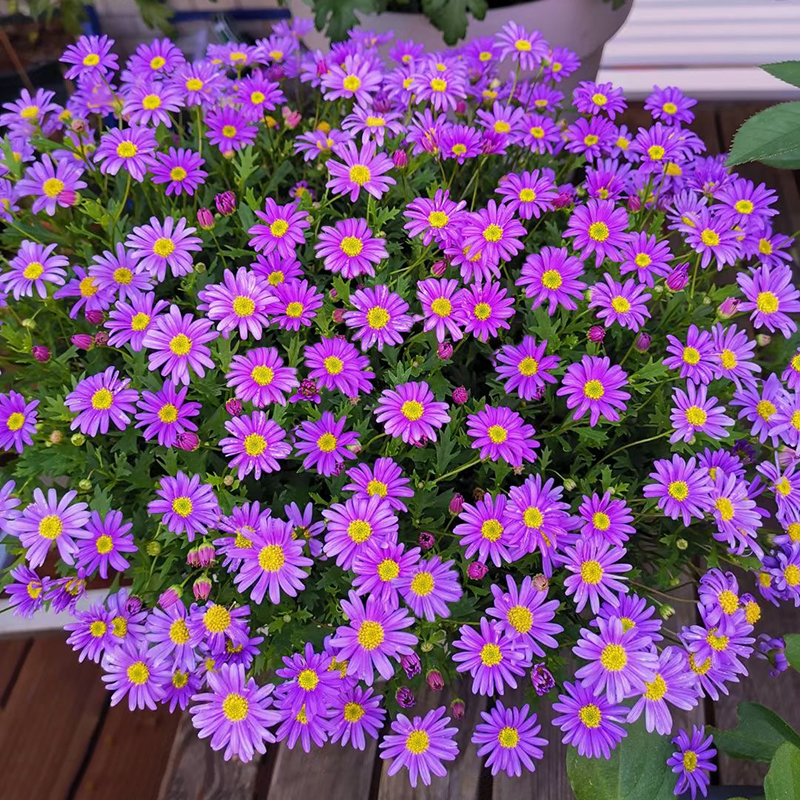【姬小菊】盆栽花苗阳台窗台四季开花不断多年生长菊花易养植物花卉