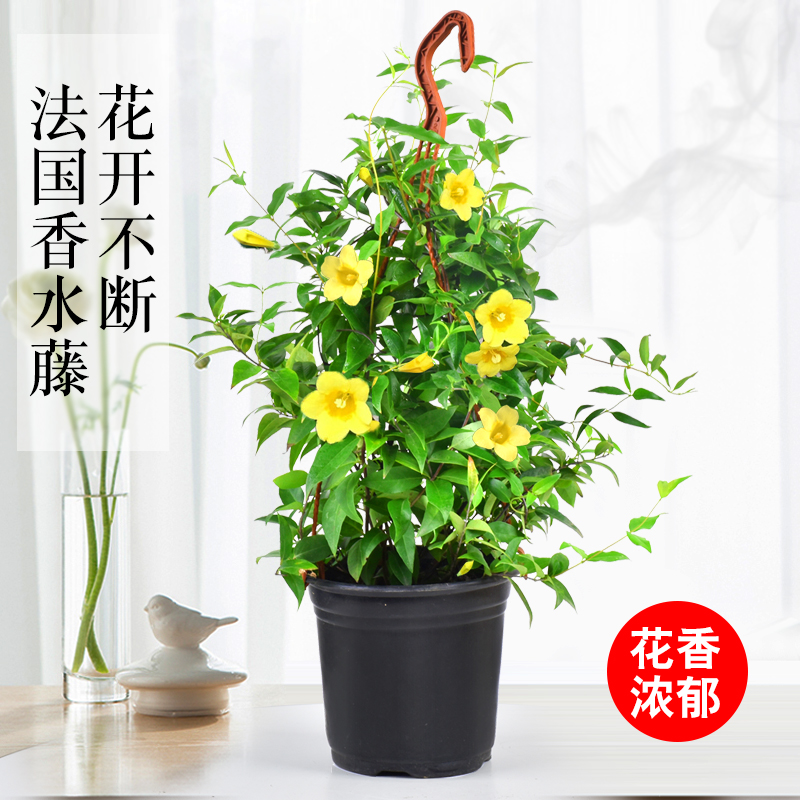 【法国香水藤】盆栽四季花卉飘香庭院阳台茉莉花爬藤蔓植物攀爬带花