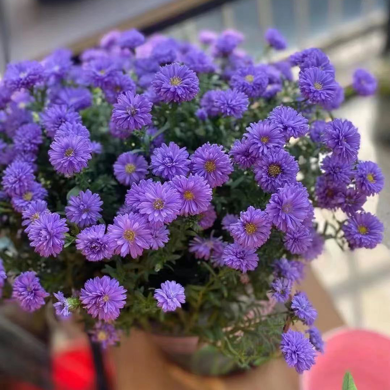 【翠菊】盆栽带花阳台庭院植物紫菀小雏菊耐寒花卉秋季重瓣翠菊花苗