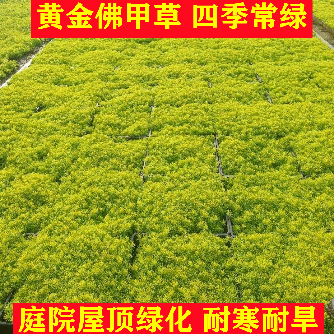 【佛甲草】金叶佛甲草黄金万年草绿化隔热耐寒耐旱耐热庭院种植绿化