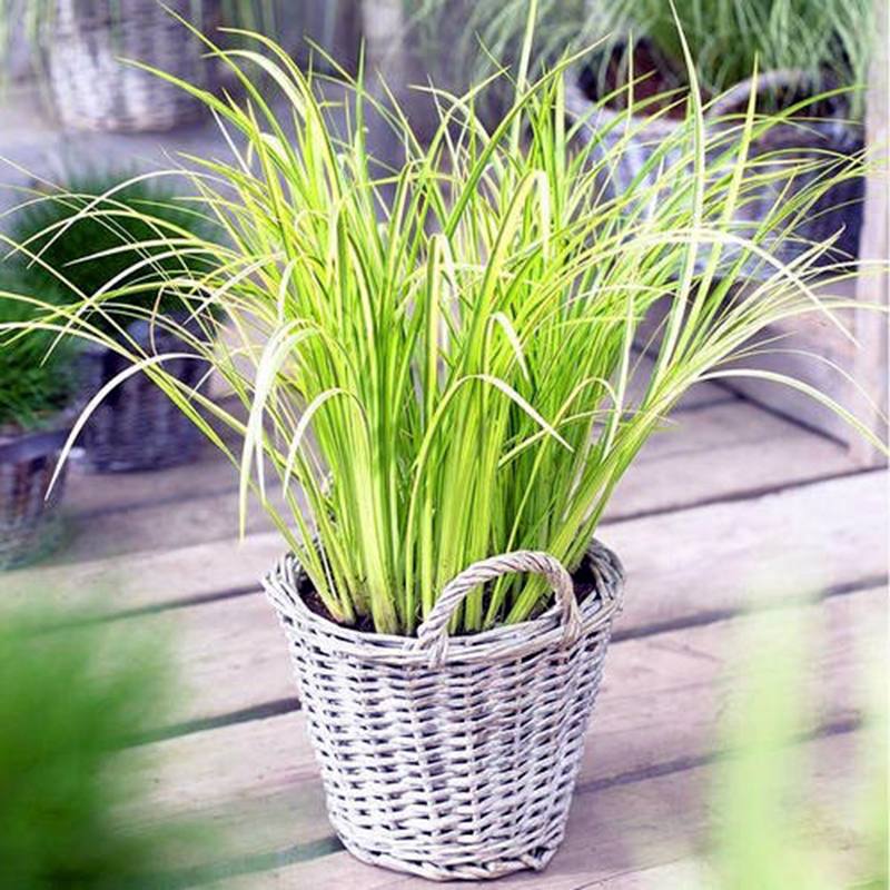 【石菖蒲】庭院花镜水生湿地耐寒组合金叶植物 室外花园地被好养