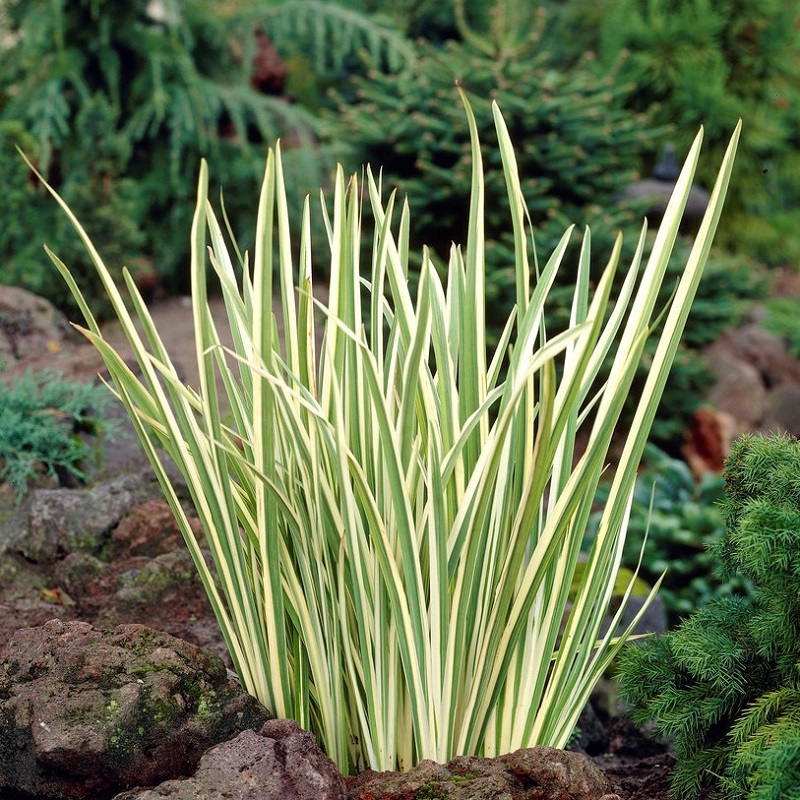 【花叶玉蝉】庭院花园阳台户外草本宿根植物盆栽花卉夏季耐热