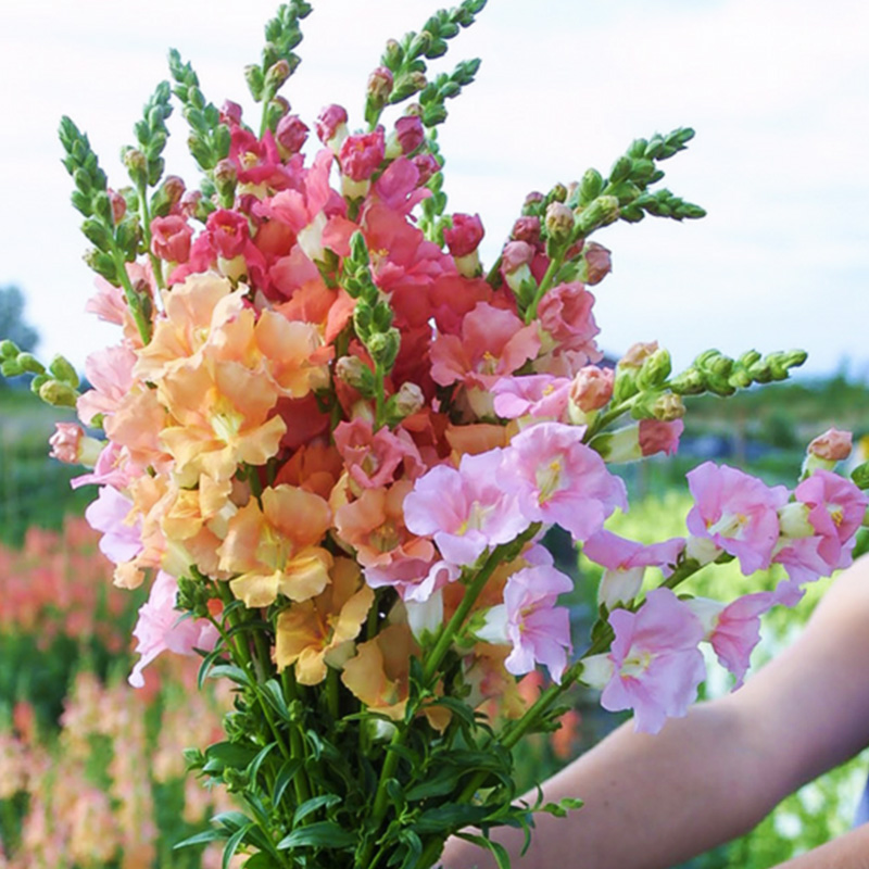 【金鱼草】多年生耐寒花卉室内外好养活阳台庭院盆栽四季开花小苗
