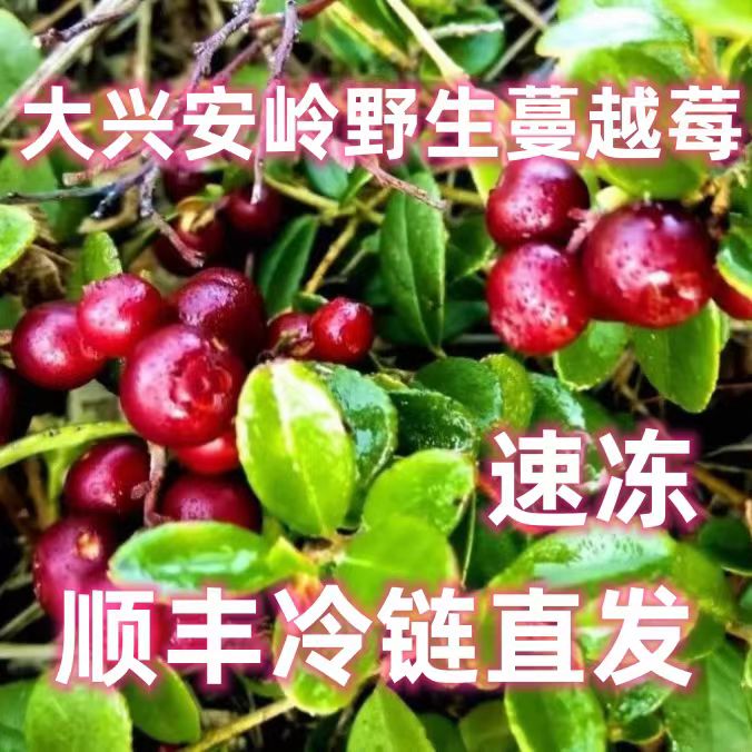 东北大兴安岭速冻野生蔓越莓蓝莓鲜果北国红豆顺丰冷链5斤装包邮
