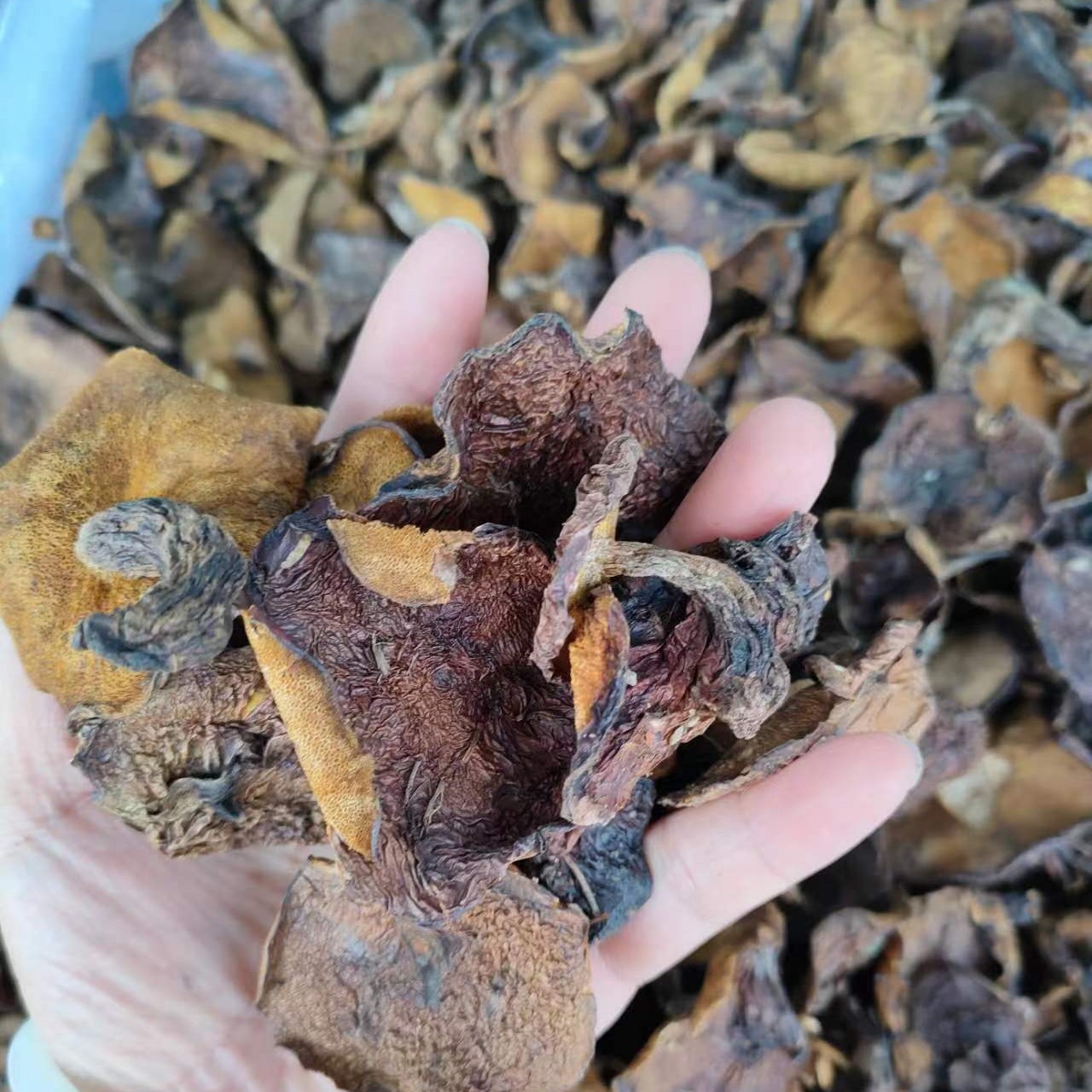 东北大兴安岭特产野生粘团子牛肝菌松蛾干蘑菇250克干货包邮