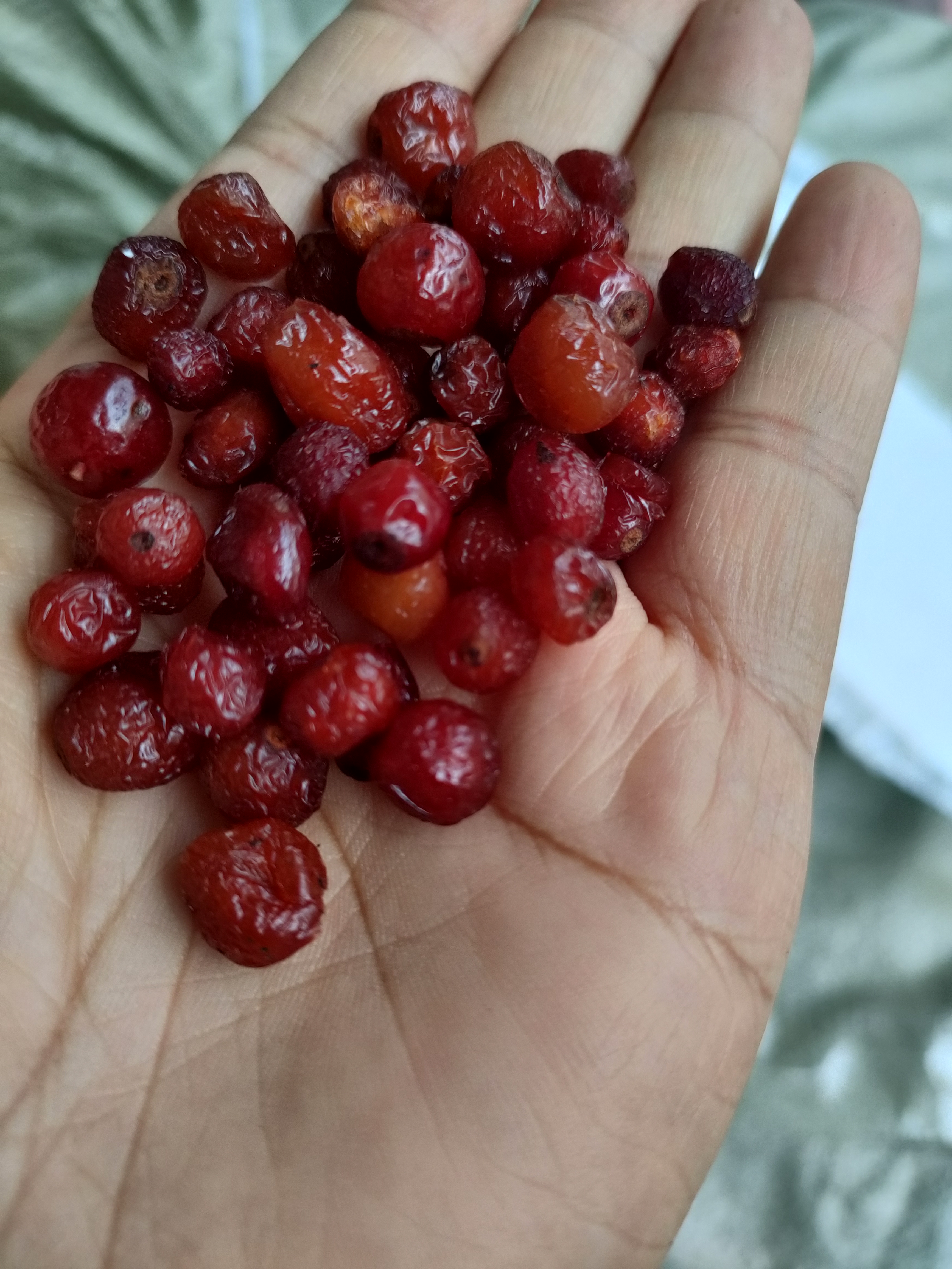 现货大兴安岭东北野生山丁子山荆子果半软500克包邮