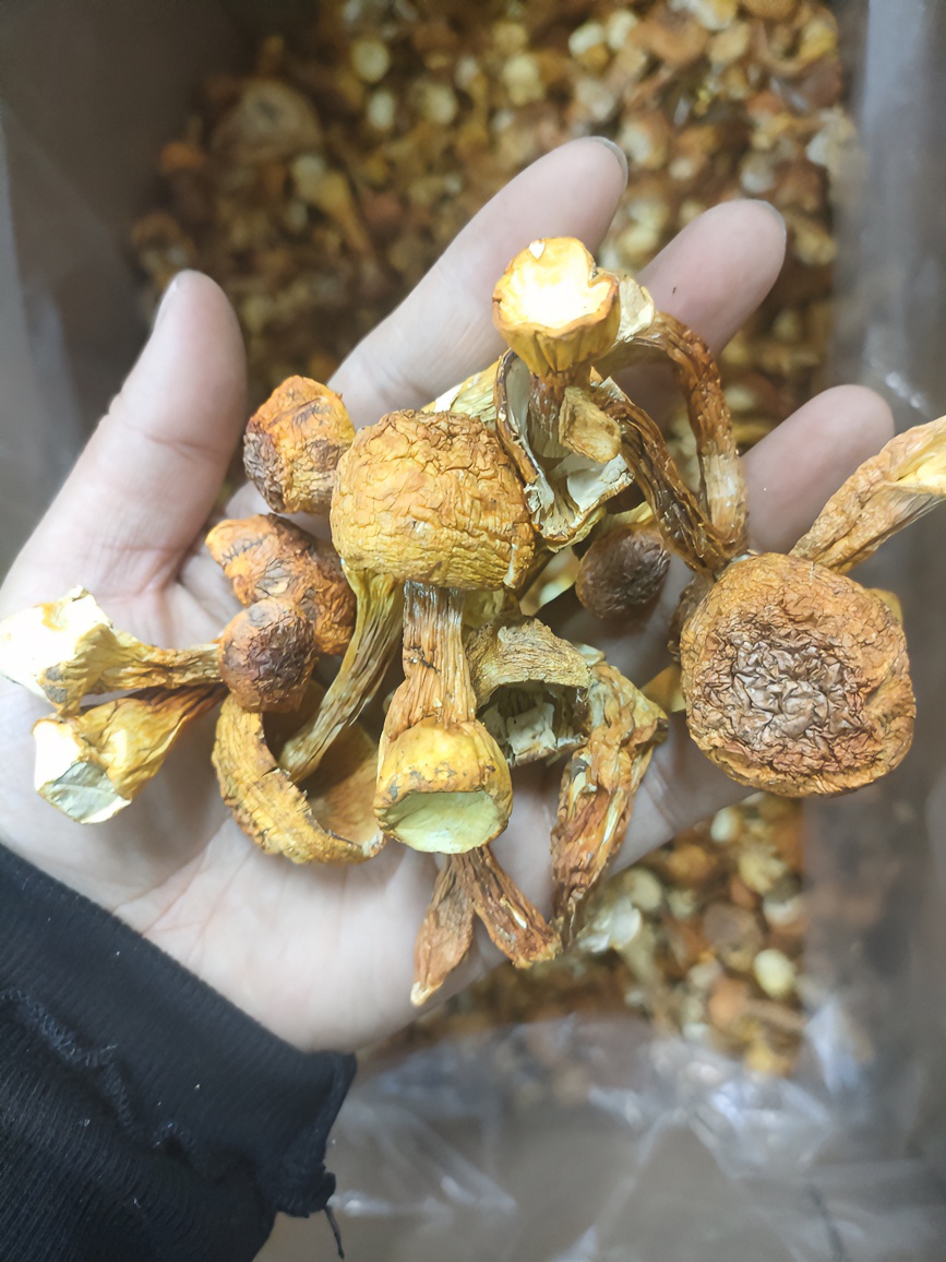 东北大兴安岭本色新产松茸香菇姬松茸蘑菇250克包邮精选干货