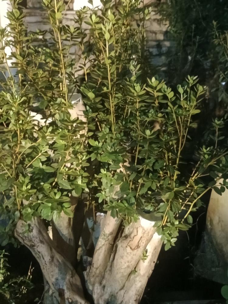精品盆景一物一拍