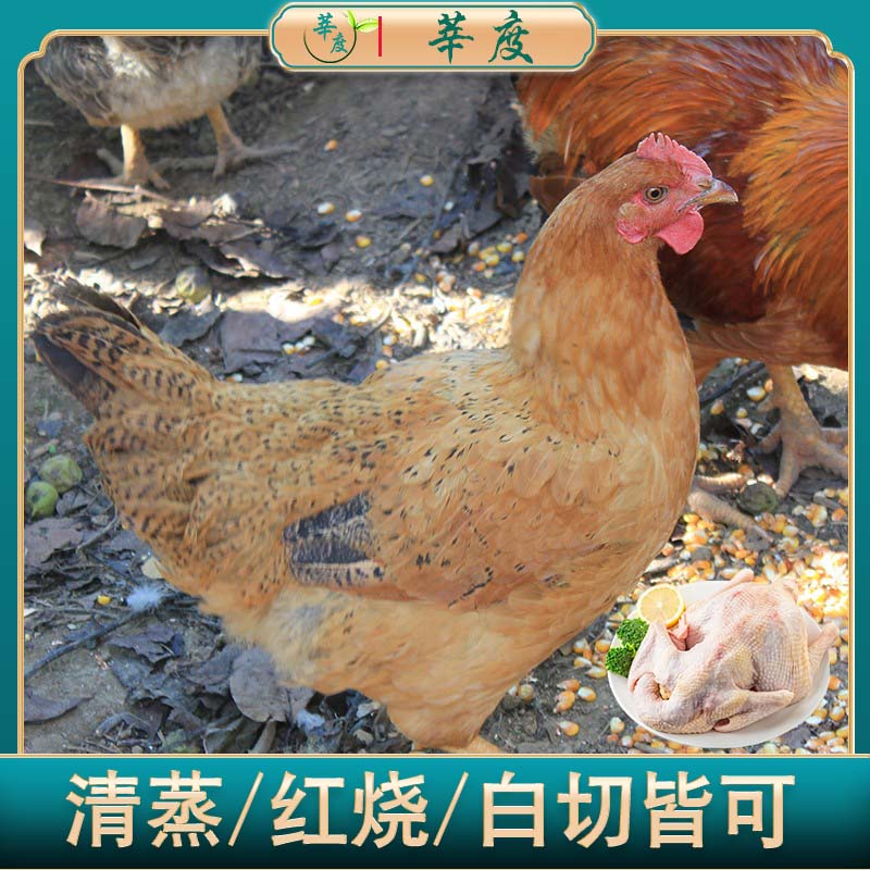 【到手三只】散养三黄鸡土鸡  农家走地鸡童子鸡新鲜现杀冷冻白条鸡