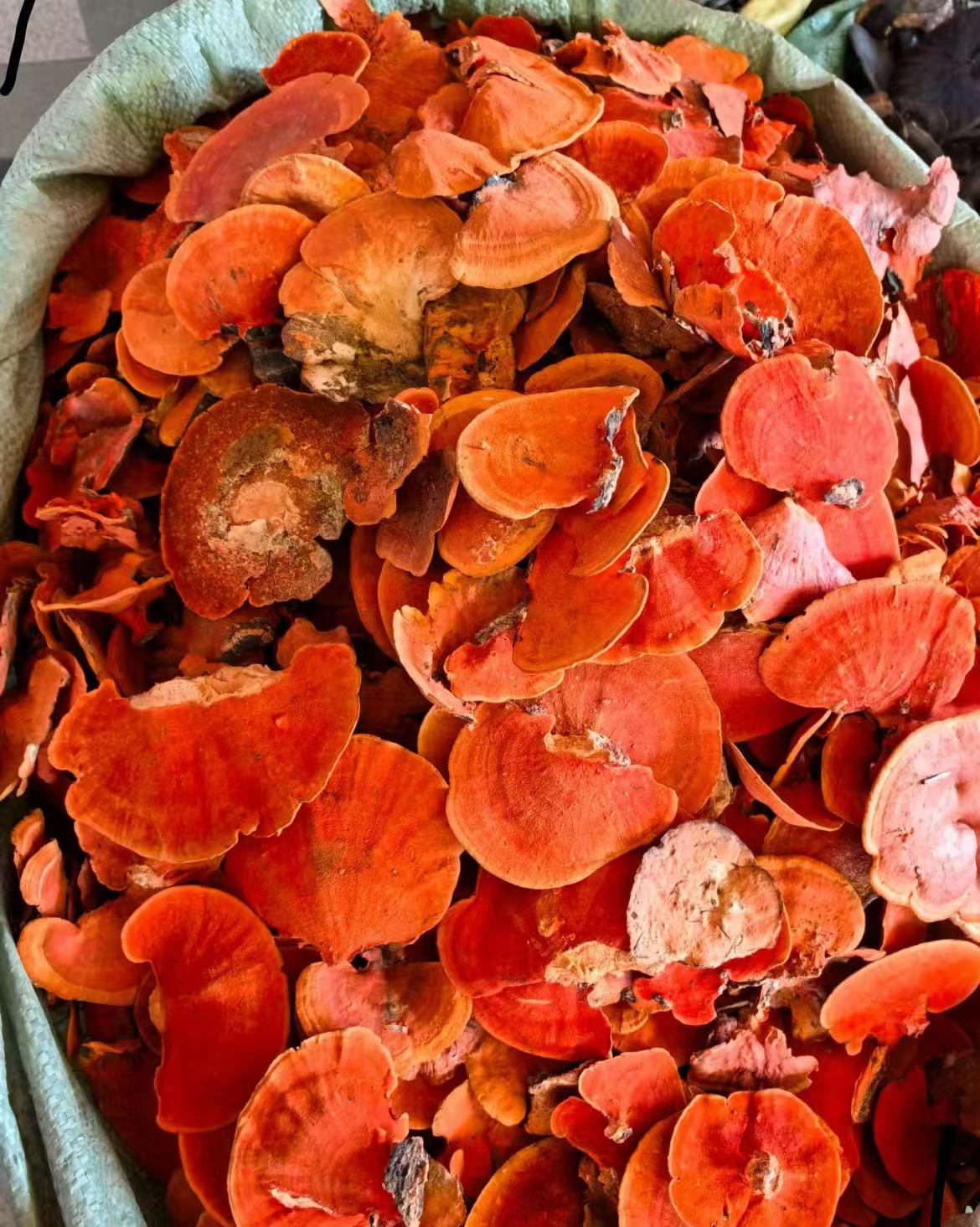 红-栓-菌 云南精选优质特产干货  易煮营养煲汤好吃