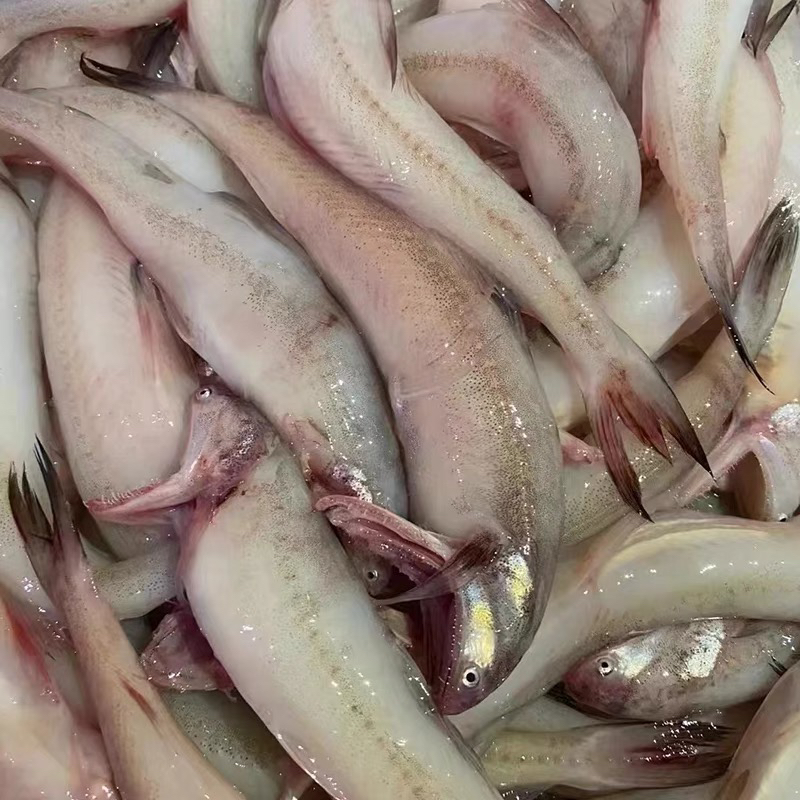 豆腐鱼仙鱼【捕捞现场】广东汕尾 冷链到家门口 渔船刚回来超新鲜