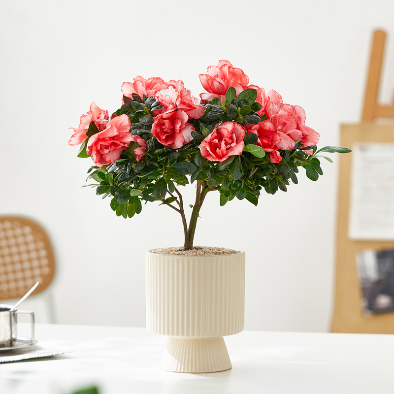 杜鹃花盆栽四季开花室内客厅阳台鲜花带花苞花卉绿植好养易活植物