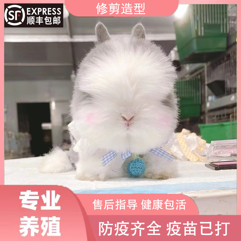 可造型活体盖脸猫猫兔宠物兔道奇兔宠物兔亲人可爱健康好养