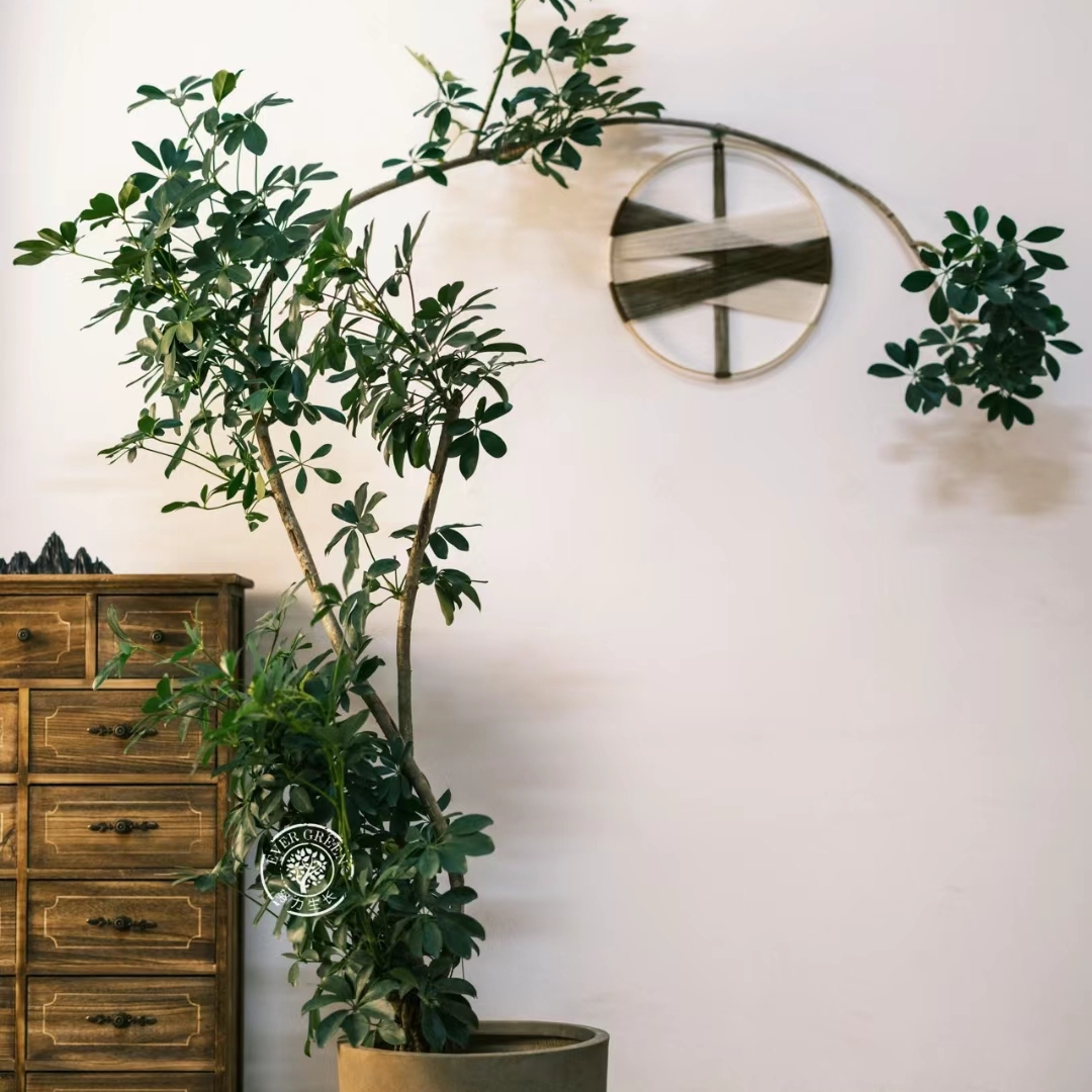 造型鸭脚木室内办公室客厅大型绿植七叶莲盆栽净化空气吸甲醛植物