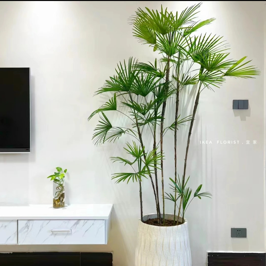 东方意境金山棕竹室内好养喜阴绿植客厅细叶棕竹盆栽